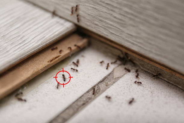 Insect Control in Canfield, OH